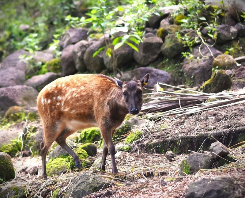 Philippine Spotted Deer