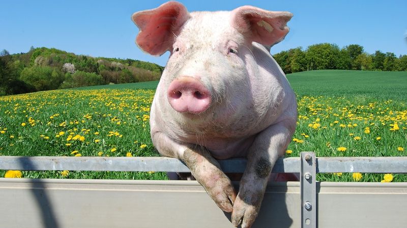 Pig
