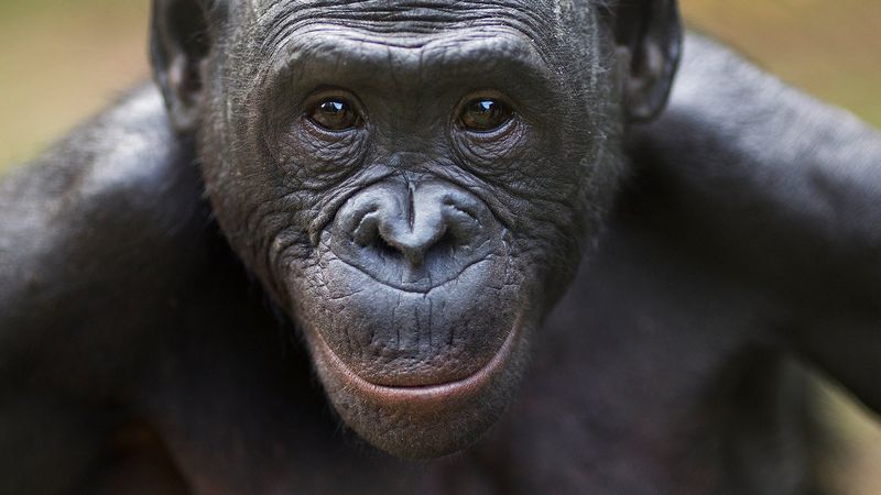Chimpanzee