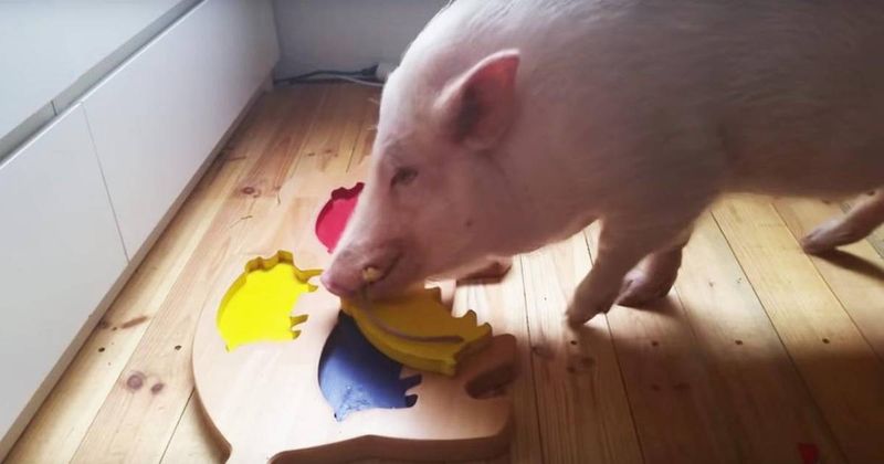 Pig