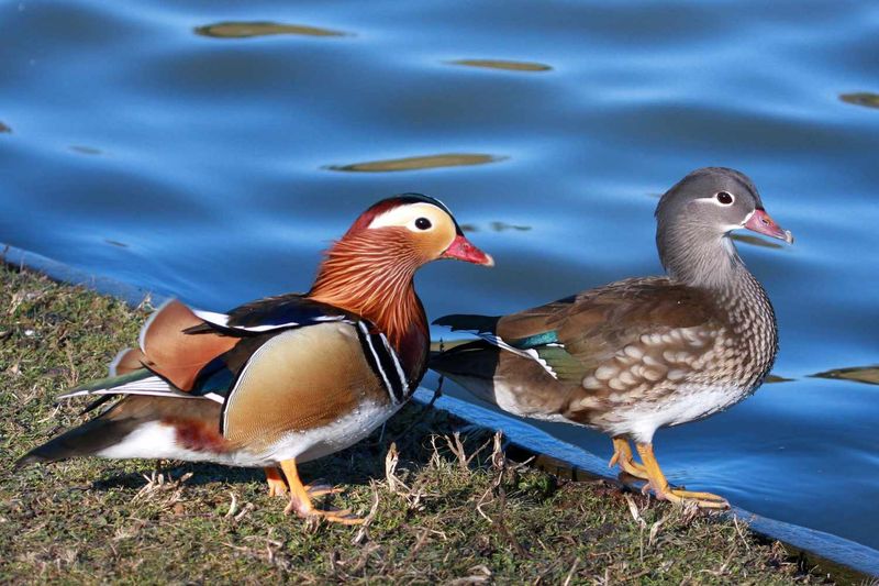 Mandarin Duck