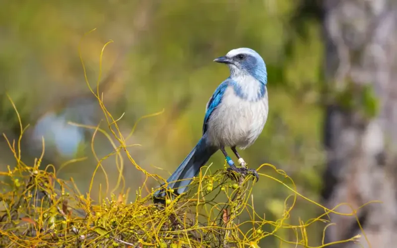 Western Scrub-Jay