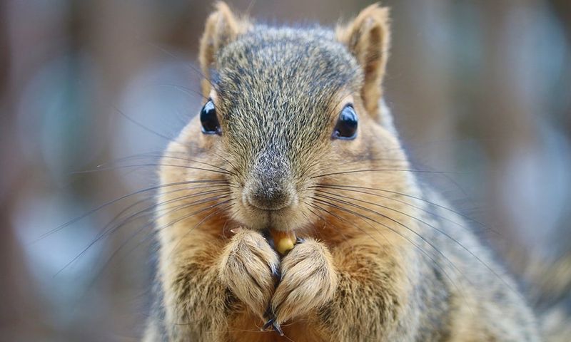 Squirrels