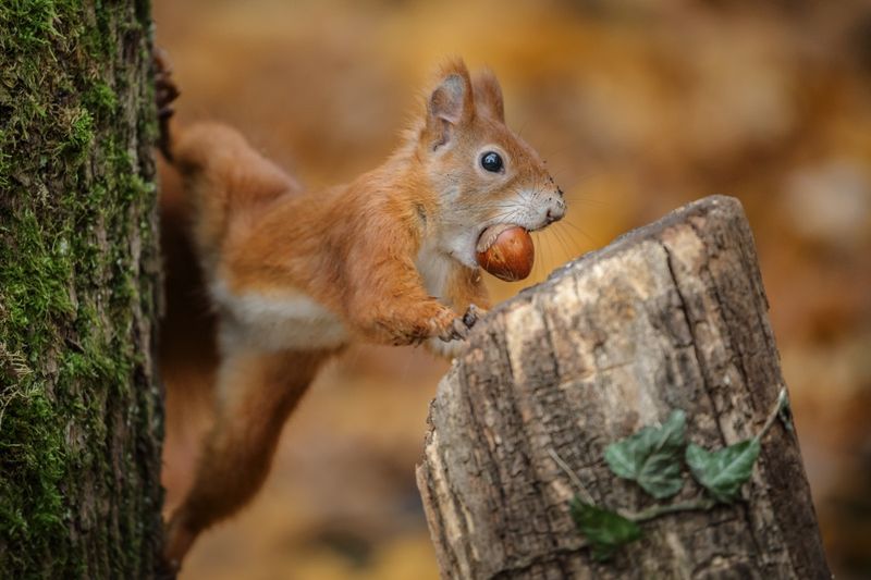 Squirrels' Nut-Burying Strategy
