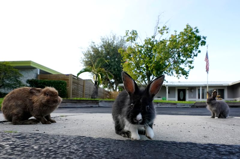 Rabbits