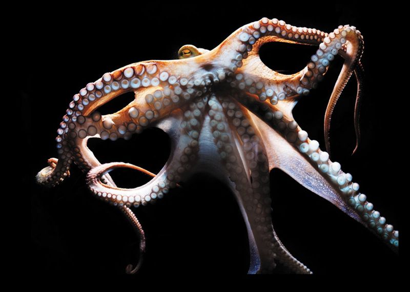 Octopuses