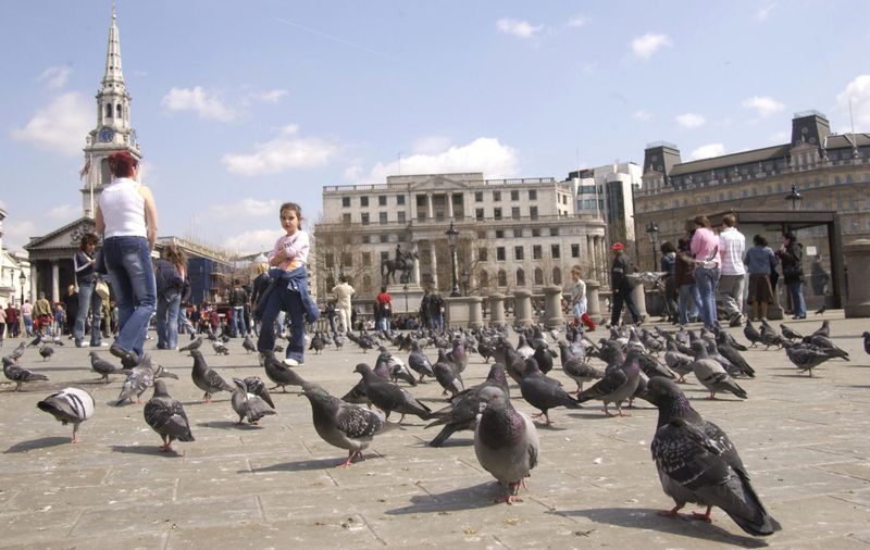 Pigeons