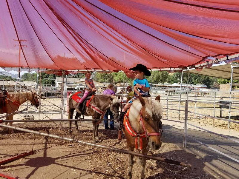 Horses