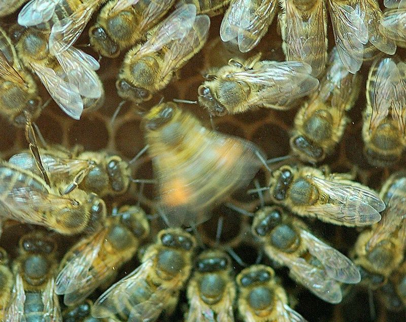 Bees' Navigation Skills