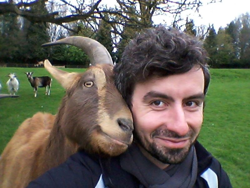 Goats