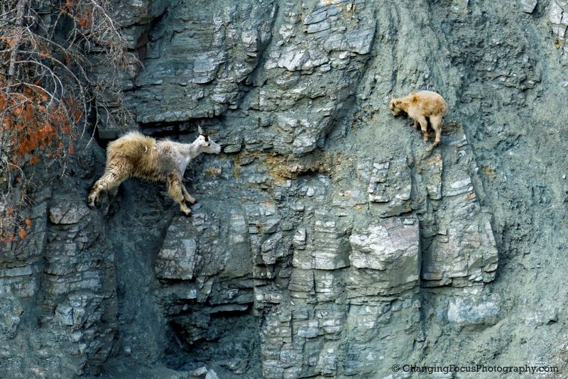Mountain Goat