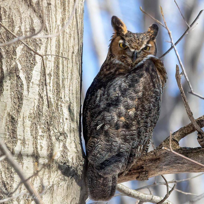 Great Horned Owl