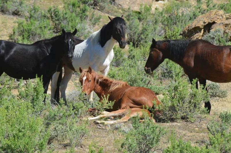 Little Book Cliffs Wild Horses