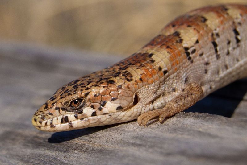 Madrean Alligator Lizard