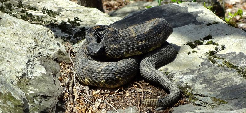 Timber Rattlesnake