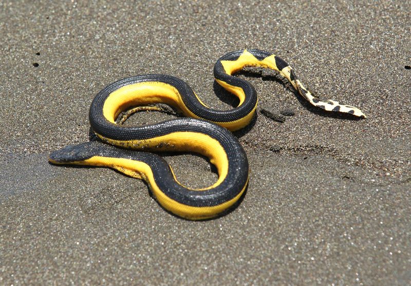 Yellow-bellied Sea Snake
