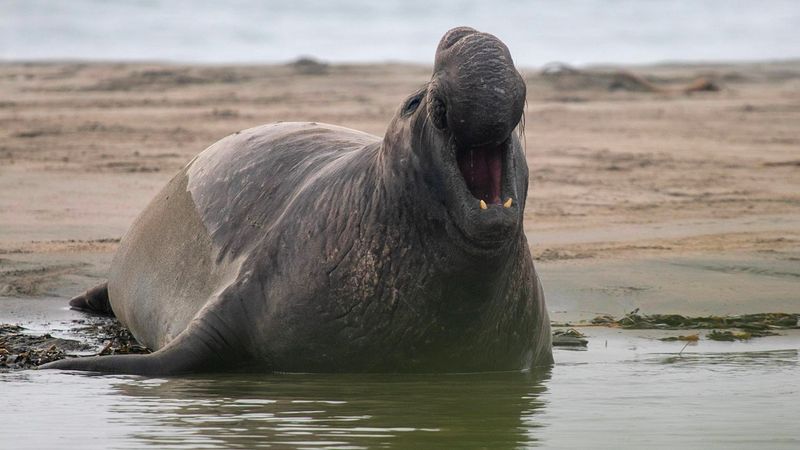 Pinniped Elephant Seal