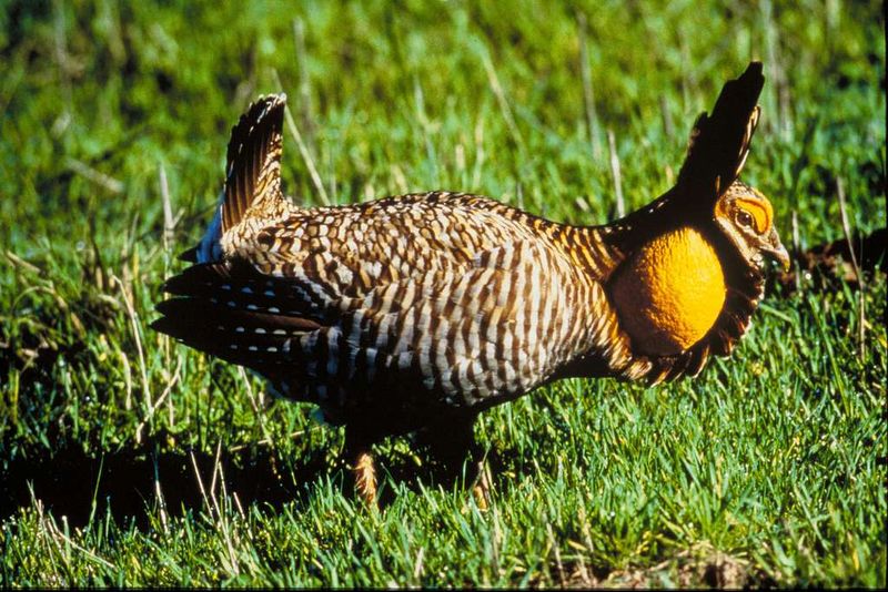 Heath Hen