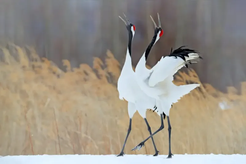 Red-crowned Crane
