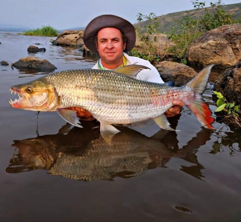Goliath Tigerfish