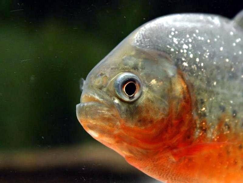 The Real Diet of Piranhas