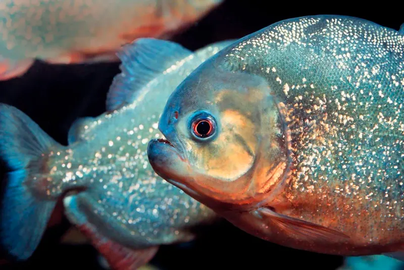 Piranhas' Lifespan and Growth