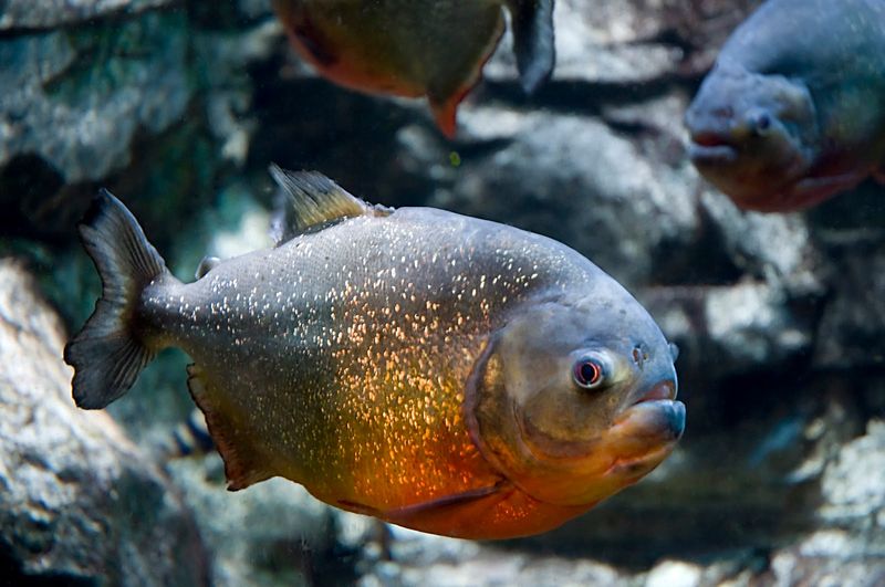 Diversity Among Species