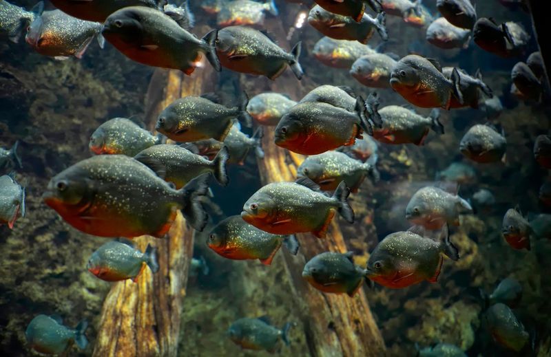 Communication Underwater