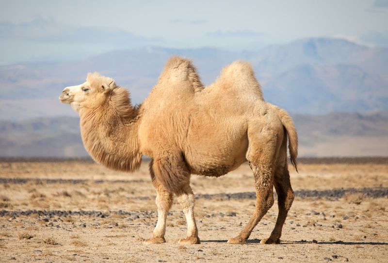 Camels Store Water in Humps