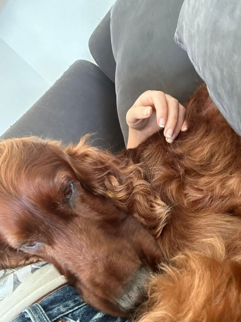 Irish Setter