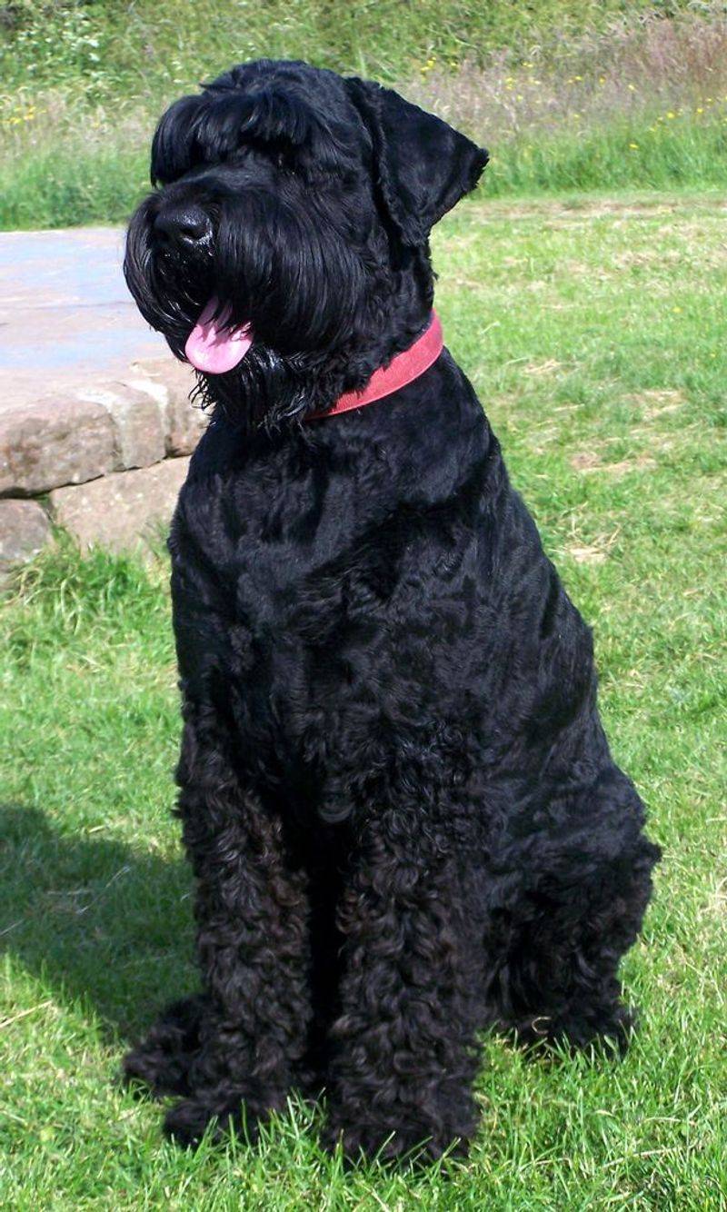 Black Russian Terrier
