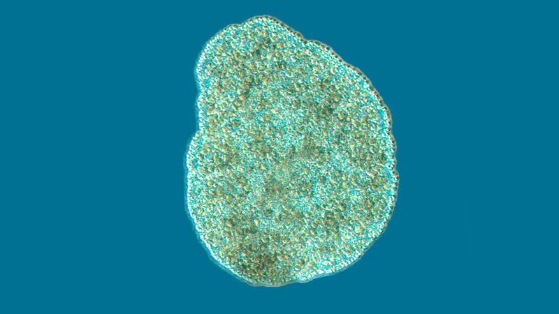 Placozoans
