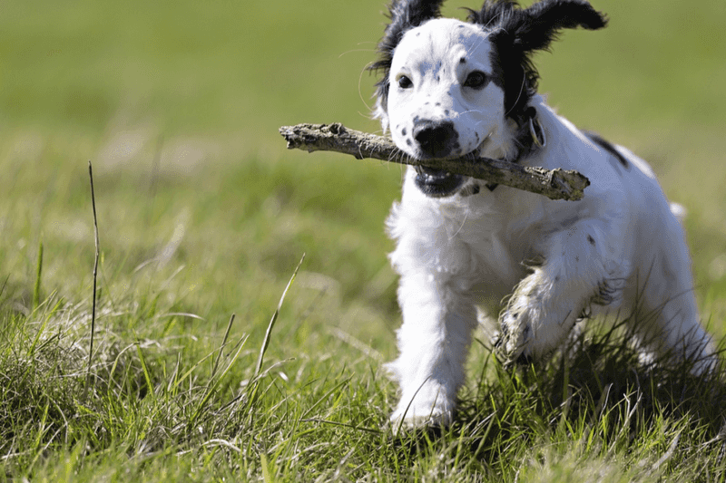 Bond Through Play
