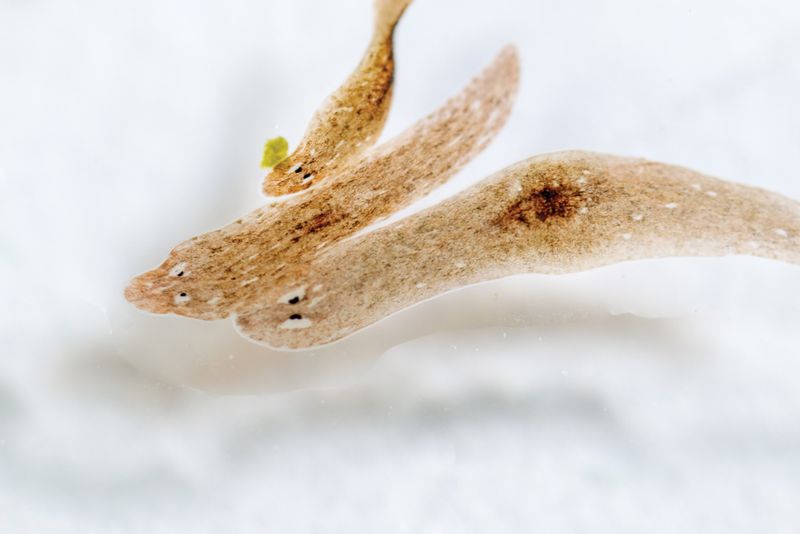 Planarian