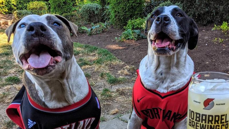 Choose a Dog-Friendly Location