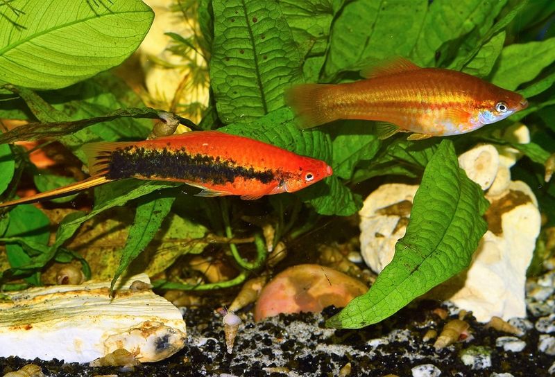 Swordtails