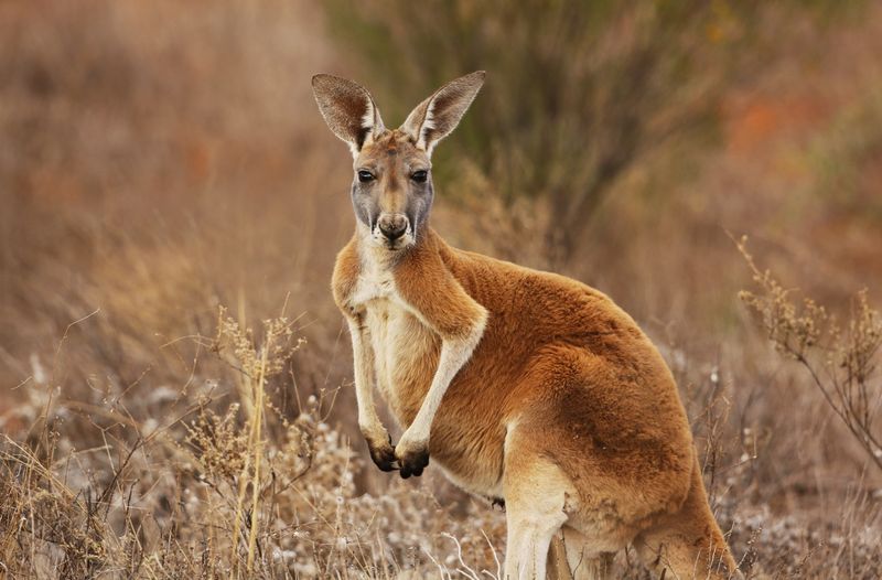 Kangaroo