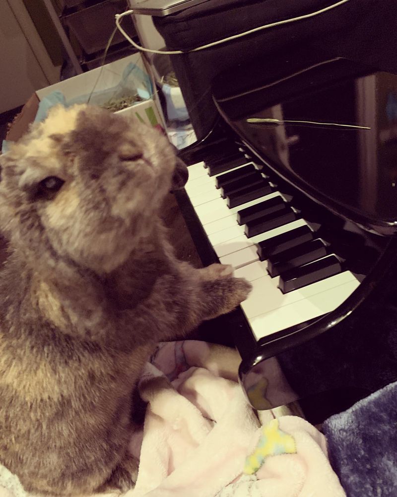 Play the Piano