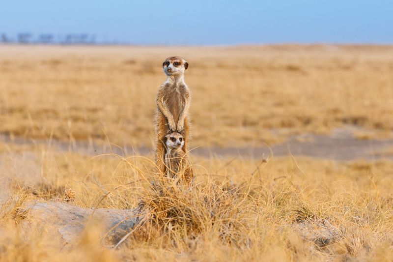 Curious Meerkats