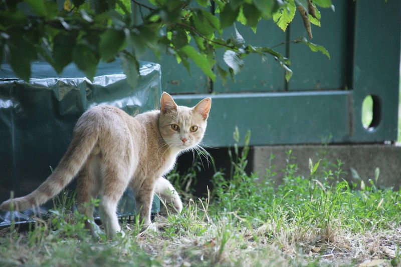 Territorial Instincts