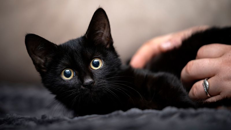 Affectionate Companions