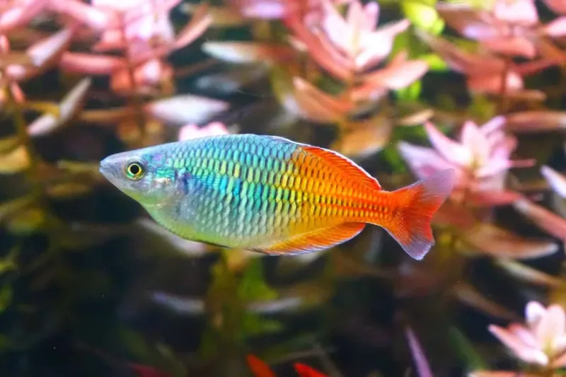 Rainbowfish