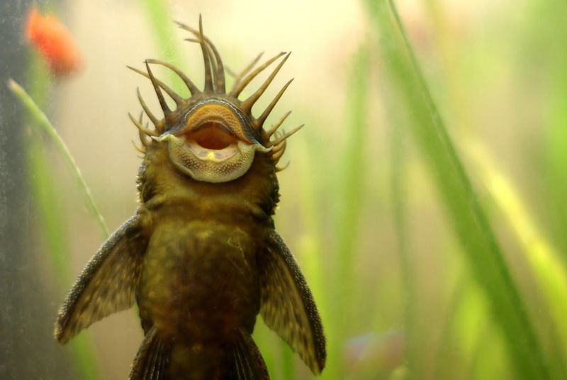 Bristlenose Pleco