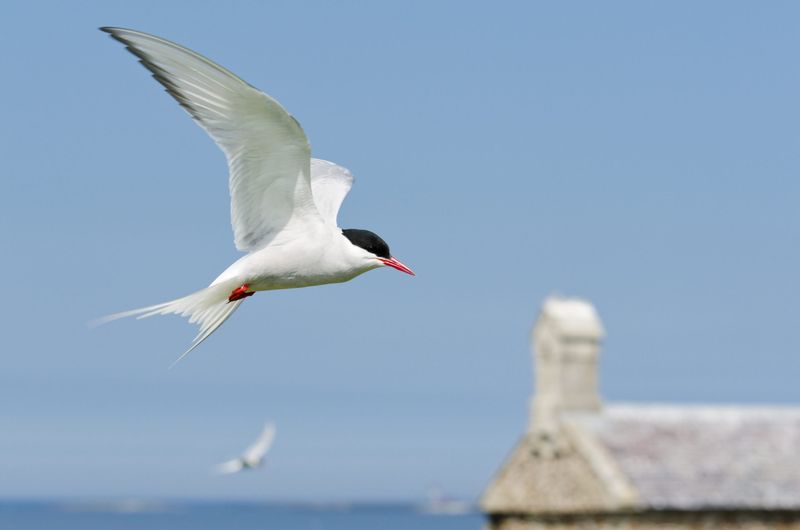 Energy Efficiency in Flight