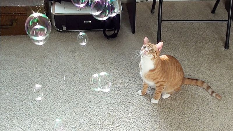 Catnip Bubbles