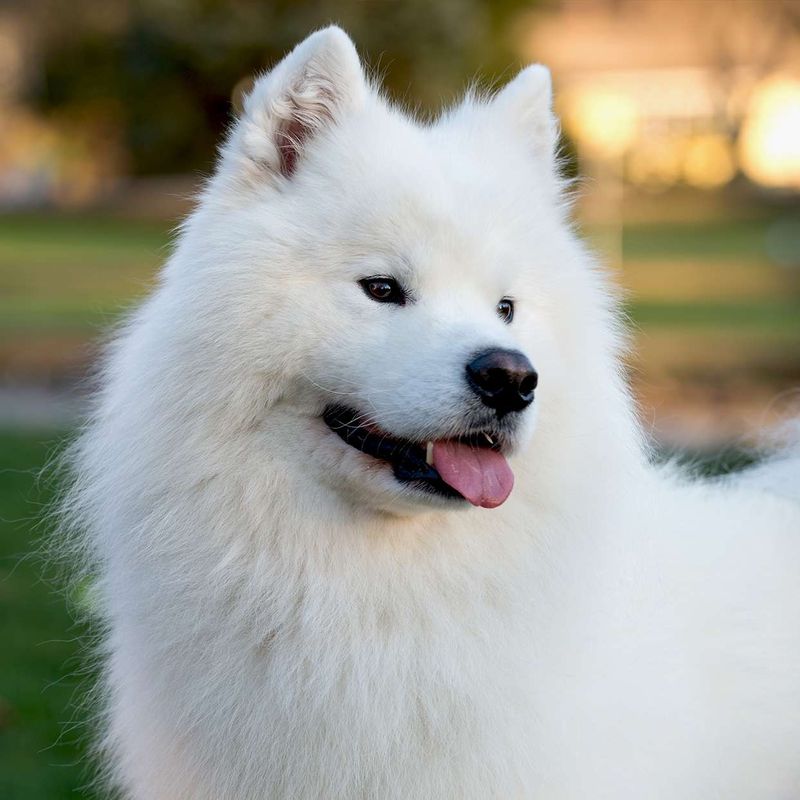 Samoyed