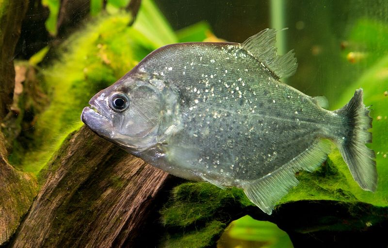 Piranha