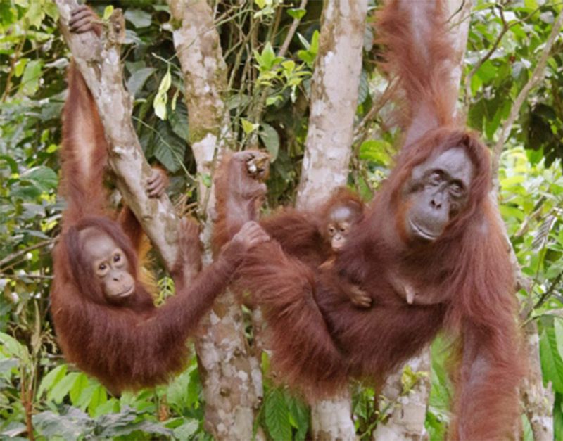 Orangutan