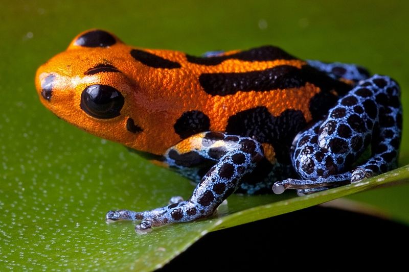 Poison Dart Frog