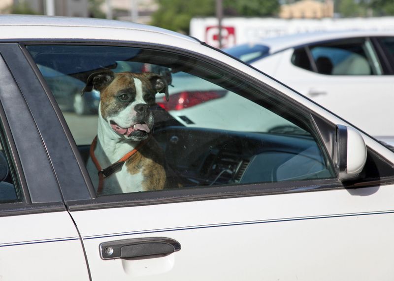 Hot Car Risks
